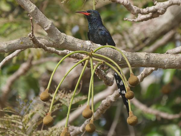 <h3><a href="/trips/gambia/biota/animalia/chordata/aves/038 bucerotiformes/002 phoeniculidae/phoeniculus purpureus/phoeniculus purpureus-nl.html">Phoeniculus&nbsp;purpureus</a> / Green&nbsp;wood&nbsp;hoopoe / Groene&nbsp;kakelaar</h3>OM-1 Mark II met OLYMPUS M.150-400mm F4.5, 1/2000 sec  bij F4.5, ISO 640, afstand 23.5&nbsp;m